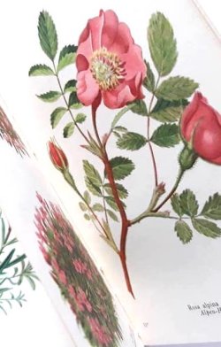 画像1: アンティーク★1947年　高山植物図鑑　東アルプスの植物　アルプスの花々　植物画　　ボタニカル　イラスト多数