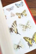 アートな古本★ イラスト　1193点　図鑑　自然　ガイド　動物　植物　キノコ　昆虫　魚　ビンテージ図鑑　