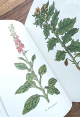  インゼル文庫　1930年代の薬草本のリプリント　薬草•ハーブの小さな本　リプリント　ボタニカル　アート　図版多数