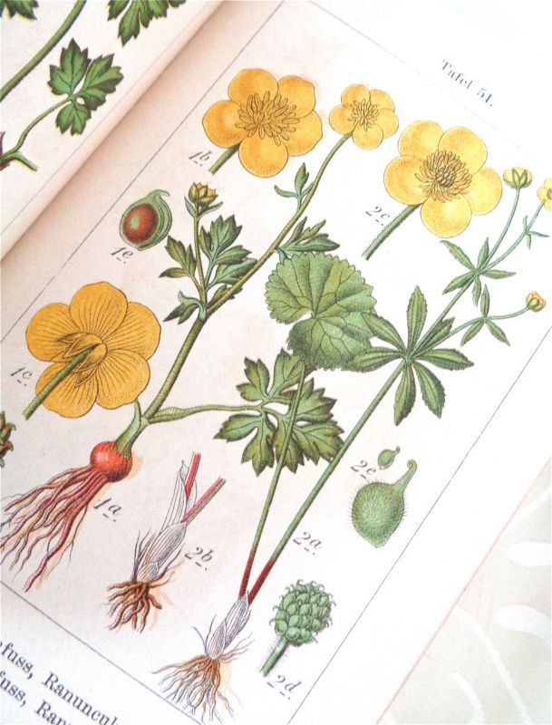 50 植物図鑑 イラスト かわいい かっこいい無料イラスト素材集