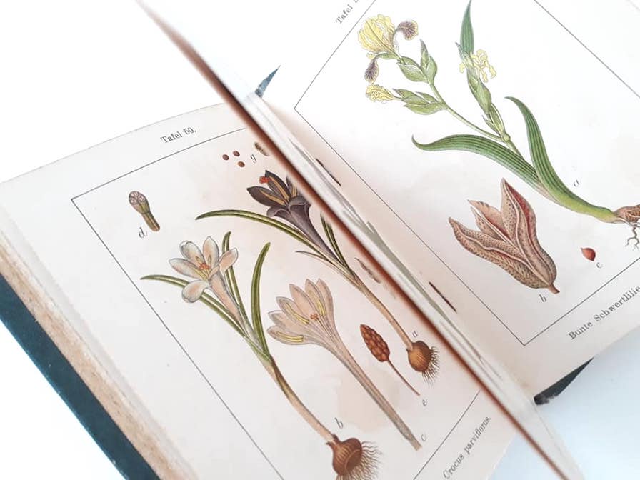 ヨーロッパ,図鑑,植物図鑑,植物画,ボタニカル,アート,印刷物,インテリア,洋書