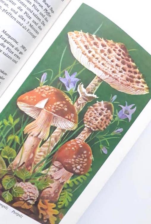 ヨーロッパ 森のレシピ ベリー キノコ イラスト 図鑑風 植物画 インテリア 洋書