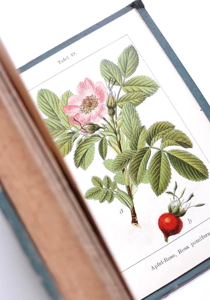 ヨーロッパ 古書 バラ科 ボタニカル 植物画 アンティーク 古書 インテリア 図鑑