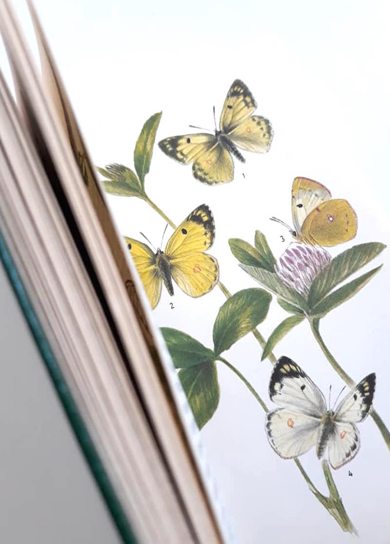 ヨーロッパ 蝶 昆虫 植物 ボタニカルイラスト 自然 古書 インテリア 蝶々図鑑