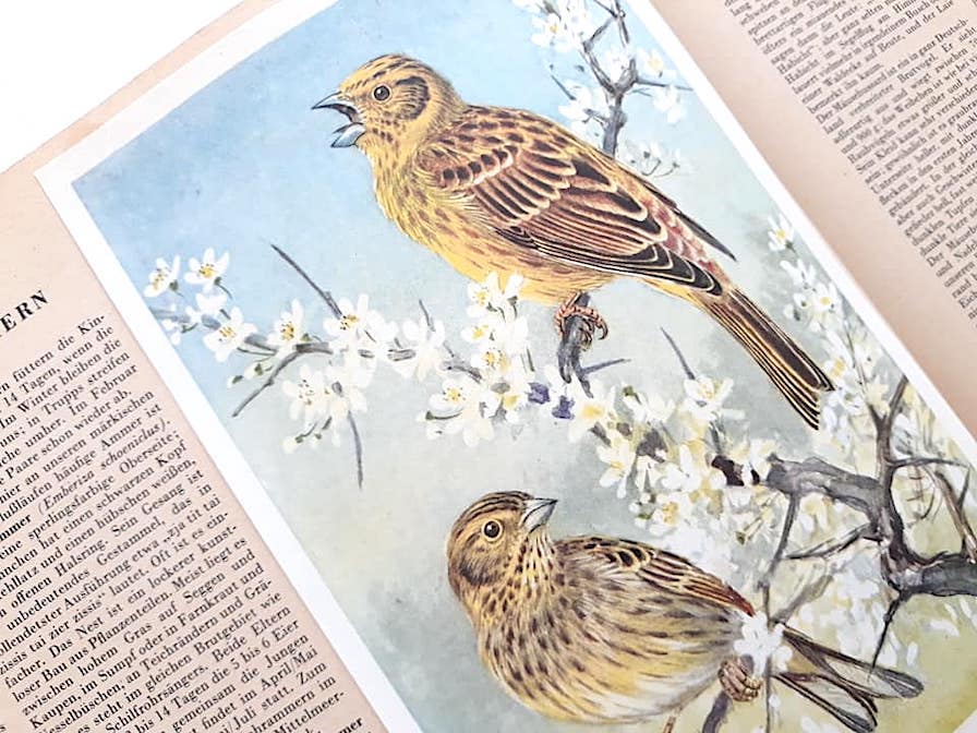 h.905洋書古書 1957年発行 ドイツのとても素敵な鳥図鑑