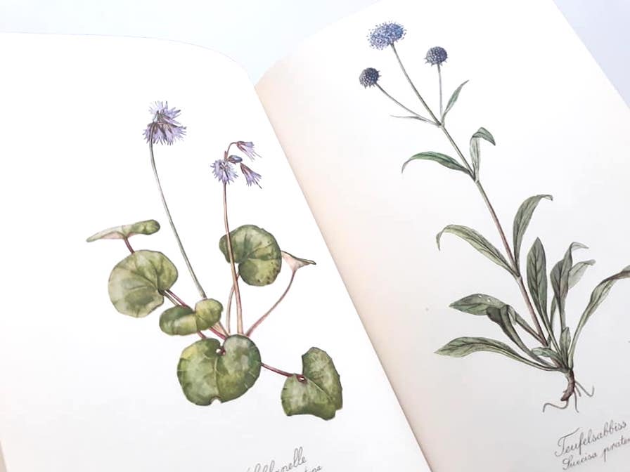 春の新作 Blumen Fibel 1巻 稀少美品 植物画 図鑑 アンティーク古書 