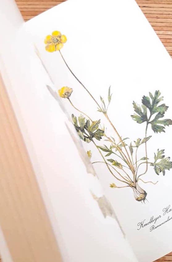 ヨーロッパ 古書 ボタニカル 植物画 アンティーク 療法 水彩 ハーブ ヒーリング植物