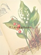 画像: 楽しい古本 洋書★　ナチュラル　図鑑　有毒植物　ボタニカルアート　