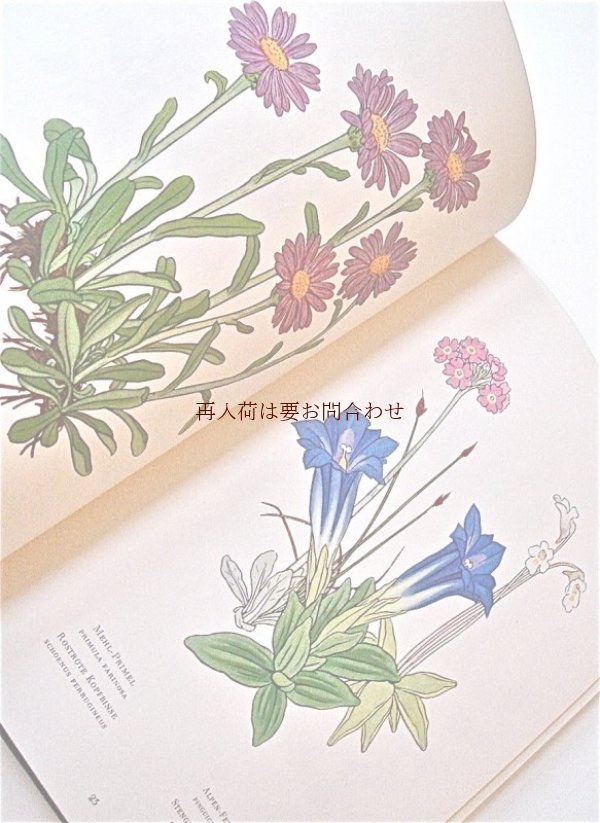 画像1: 楽しい古本☆　ボタニカル　アート　木版画　アルプス　高山植物　