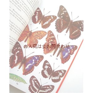 画像: 楽しい古本☆　蝶々　図鑑　1500点以上　カラーイラスト　