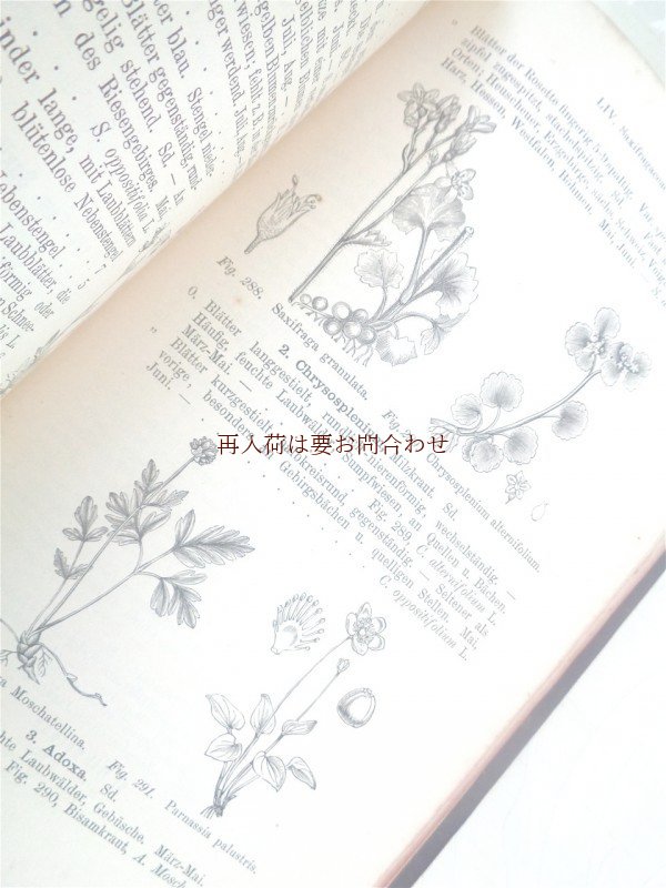 画像1: アンティーク洋書★希少　Dr. H.Potonié　北部•中部ドイツの植物　　イラスト　植物•古植物学　1887年