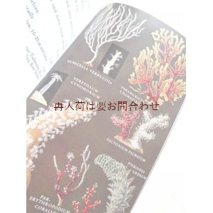 画像: ＜こちらはリクエストいただいたお取り置き品です＞　楽しい古本☆水の中の世界　地中海沿岸の生き物　図鑑　イラスト500点　60年代　　