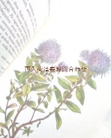 画像: 　楽しい古本★　 ボタニカル　アート　植物　ガーデニング　花図鑑　　ロックガーデン　石の庭　