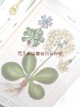 画像: アンティーク★　ヤーコブ・シュトルム　ボタニカル　イラスト　豆科　サクラソウ属の植物他　図鑑　解説　