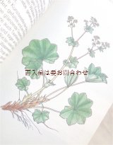 画像: 楽しい古本★　ハーブ　薬草図鑑　レトロ　イラスト多数　ボタニカル　70年代頃