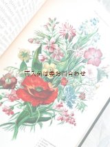 画像: アンティーク★　豪華 ブーケのカラー図版　植物画　挿絵有 　〜故郷の花々〜　リトグラフのおまけ付♪　