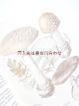画像: 楽しい古本☆　レトロなキノコの本　カラー図版　　図鑑　イラスト多数