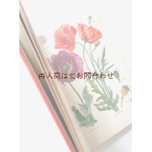 画像: 楽しい古本　洋古書★　植物画　イラスト多数　植物学の本　　高山植物　　植物　　薬草　コケ　シダ　キノコ 