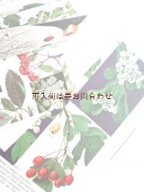 画像: 　楽しい古本★　カラフル　　木の本　　　森や草原の木と低木　　　　図鑑　　イラスト多数　　60年代