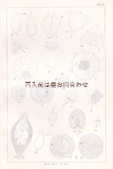 画像: アンティーク★　 植物学　ガイド　　　スケッチ　図版　　ボタニカル　イラスト　　