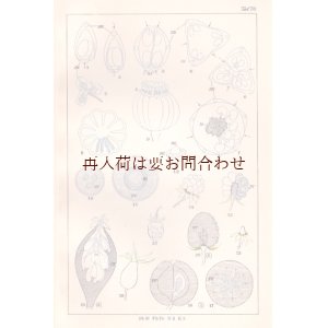 画像: アンティーク★　 植物学　ガイド　　　スケッチ　図版　　ボタニカル　イラスト　　