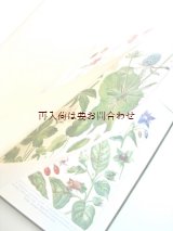 画像: アンティーク洋書☆１００年前の古書　　植物学の手引き　ボタニカル　　アート　植物画　イラスト　多数　