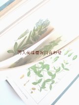 画像: アンティーク★　ヤーコブ・シュトルム　ボタニカル　イラスト　リンドウ属や小さな草花など