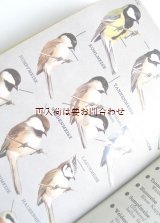 画像: 楽しい古本洋書☆ヨーロッパの野鳥図鑑　　５０年代　鳥や卵のイラスト多数　