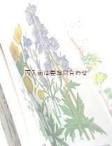 画像: 再入荷　ボタニカル　洋古書★　カラフル　フローラ　お花の図鑑　ハーブ　野の草花　　イラスト多数　　色とりどり　