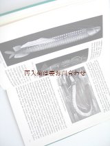 画像: 楽しい古本☆　イラスト付　自然　生物　科学　一部閲覧注意　アスカリス　回虫に関する本