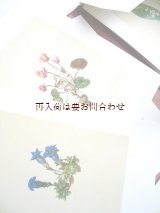 画像: ボタニカル　アート　印刷物　モリッツ・マイケル・ダフィンガー　植物画　リプリント　図録　
