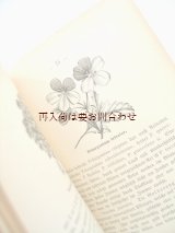 画像: アンティーク★　植物画　ボタニカル　ドイツのガーデニング本  　バルコニーの植物　図鑑　Balkonpflanzen 