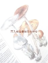 画像: 楽しい古本　洋古書★ 　キノコ　　カラーイラスト　図鑑シリーズ　２　　　Bickerich-Stoll