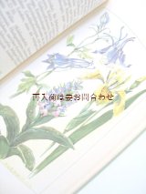 画像: 楽しい古本☆　優しいタッチの植物画 Hugo Hertwig 　ヒーリング植物　図鑑　ボタニカル　古書　自然療法のハウスブック　ナチュロパシー