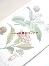 画像: 新着　　再入荷☆豪華なカラーイラスト２４図版付　植物学の本　　ボタニカル　