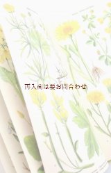 画像: ボタニカル　古本☆５m伸びるページの美しい図鑑　　春の植物　ボタニカルアート　４０図版　解説付　