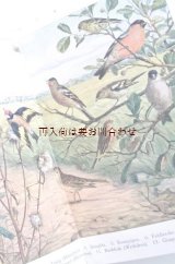 画像: アンティーク洋書☆美イラスト　20年代野鳥ガイド　　自然ガイド　鳥図鑑　イラスト　挿絵有