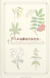 画像: 楽しい古本☆薬草　　ハーブのイラストの可愛らしい古書　Oertel Bauer 昔の本のリプリント　