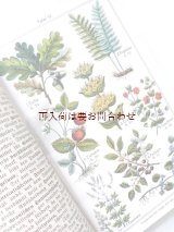 画像: アンティーク 洋書★希少★　３０年代　　ヒーリング植物　薬用植物　家庭のガイド　ボタニカルイラスト付