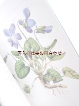 画像: 楽しい古本★　小さな植物本　　ハーブ　薬草　水彩　　Marjolein Bastin　イラスト　　80年代の挿絵