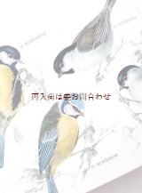 画像: 　楽しい古本★　小鳥の小さな図鑑　　のほほんイラスト　図鑑　　 鳴き鳥　野鳥