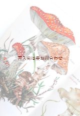 画像: 楽しい古本★　60年代 きのこ図鑑　ドイツの可愛いキノコの本　 識別　採取　レシピ　イラスト多数
