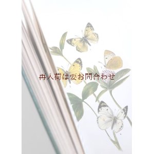 画像: 再入荷★　蝶々の図鑑　解説　生態　　美しいカラーイラスト多数　挿絵　　70年代チョウの本　