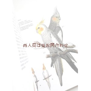 画像:  リクエスト　再入荷★　 鑑賞鳥図鑑　　アートなイラスト　オウムやインコ他　カラフルな鳥たちの本　