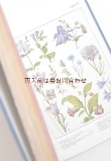 画像: ボタニカル　洋書★1940年の植物ガイド　650点 イラスト　自然　ドイツの植物　ガイド　古書