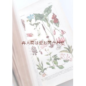 画像: 確保品　アンティーク洋書★　古い植物画　図版多数　ナチュラル　 図鑑　ボタニカルアート　