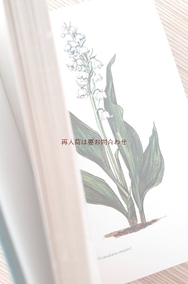 画像1: ボタニカル古本　植物図鑑★　　森と野原の花々　  植物画　　　イラスト多数　　　ハーブ　　野草他　