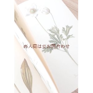 画像: 　アートな古本★　Elsa M. Felsko　大きな植物図鑑　(2) イラスト　図鑑　アート　水彩画多数　　美　ボタニカルイラスト