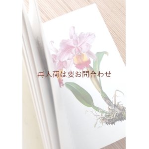 画像: ボタニカル　古本　☆蘭の本　ラン　　カラーイラスト　植物画　　Claus Caspari Orchideen 小さな図鑑　　