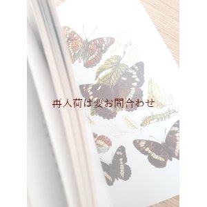 画像: アートな古本　☆蝶々と蛾の本　ボタニカルイラスト　カラーイラスト　植物画付き　　Schmetterlinge 小さな図鑑　　